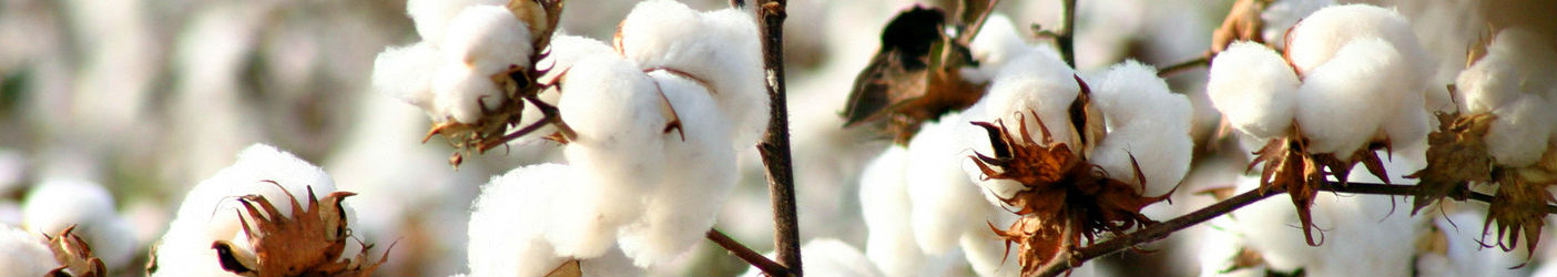 Mahadhan - Cotton-Crop