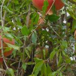 Mahadhan - Pomegranate-Crop