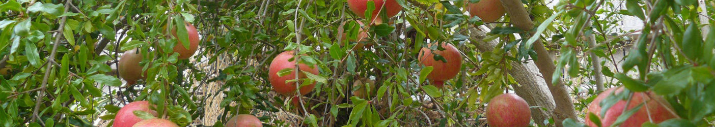 Mahadhan - Pomegranate-Crop