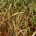 Mahadhan - Sugarcane-Crop
