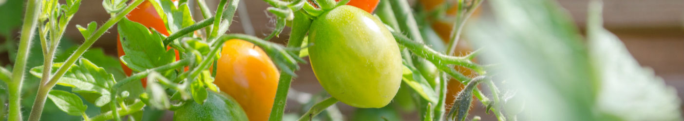 Tomato-Crop farming