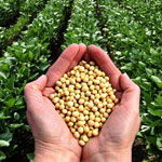 How to get the best Soybean produce