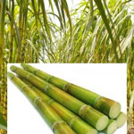 Sugarcane