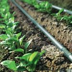 Drip irrigation System