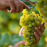 Grapes Blog
