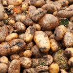 Potato – diseases and symptoms