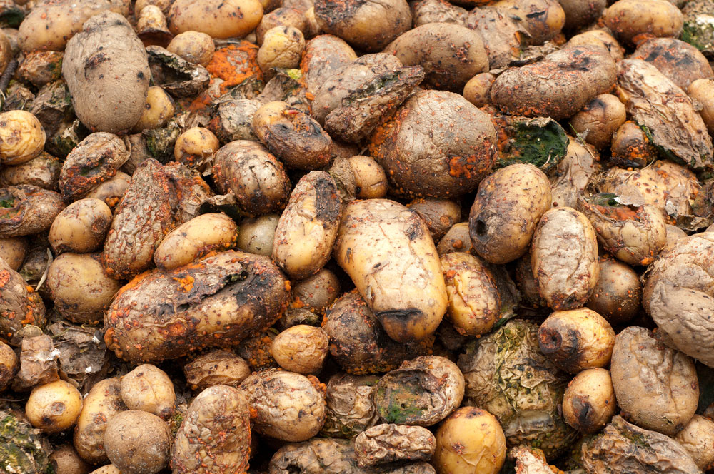 Potato – diseases and symptoms