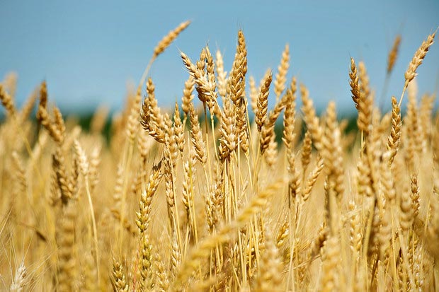 wheat-producers-in-india-tips-to-get-the-best-wheat-produce-mahadhan