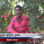 How Mahadhan Helps Farmers Get A Good Pomegranate Produce