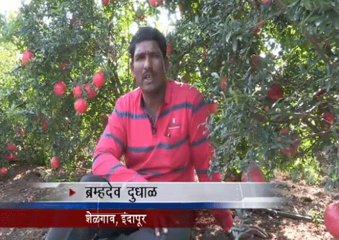 How Mahadhan Helps Farmers Get A Good Pomegranate Produce
