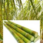 Sugarcane Production
