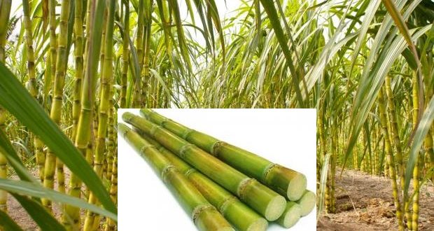 Sugarcane Production