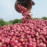 Onion Yielding