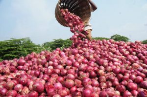 Onion Yielding