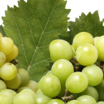 grapes farming tips, grapes farming techniques, grapes harvesting