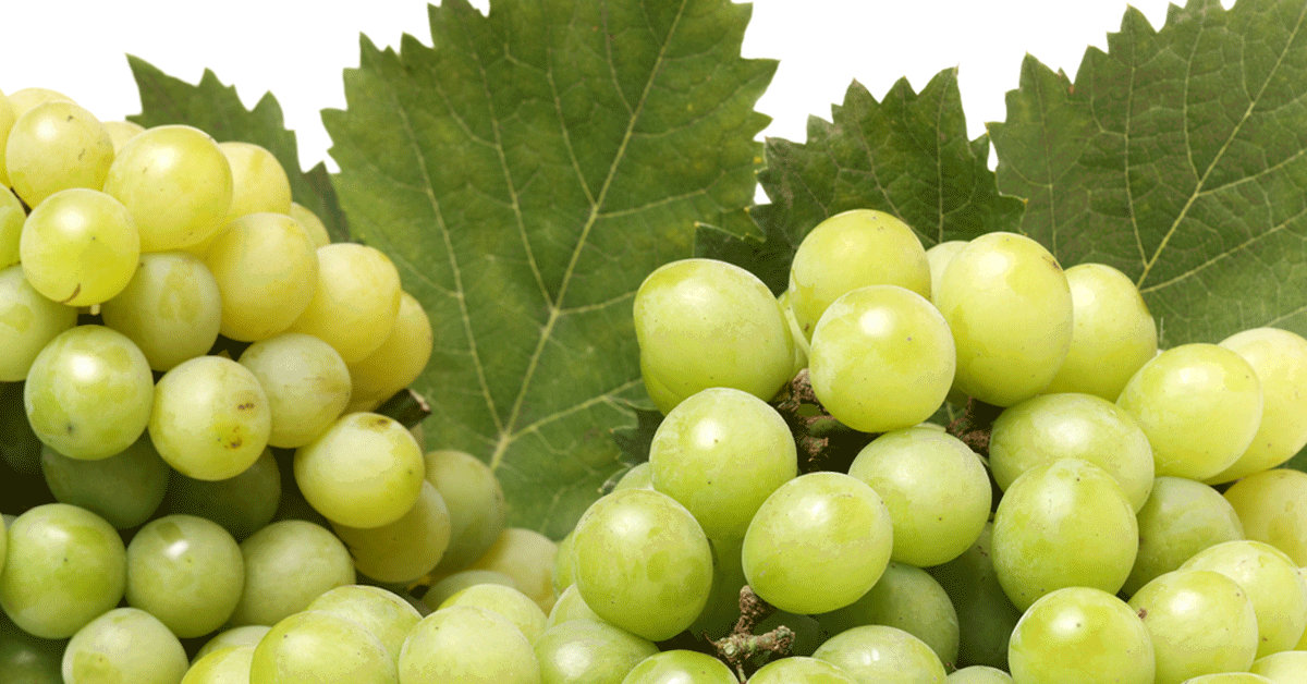 grapes farming tips, grapes farming techniques, grapes harvesting