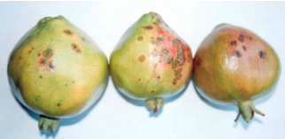 Oily Spot Disease Management in pomegranate