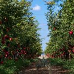 Translated- Nutrient Management in Pomegranate