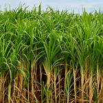 Sugarcane Mahadhan Fertilizer