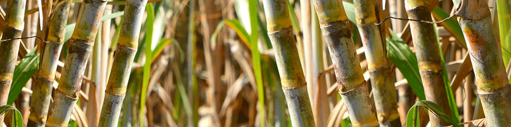 sugar cane field png